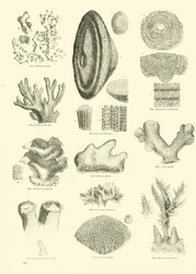 Page from The Pictorial Museum of Animated Nature